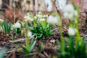 Snowdrops growing in march garden. White spring flowers. Galanthus elwesii. Natural background.