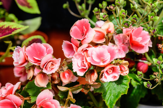 Top view of many vivid pink begonia flowers with fresh in a garden in a sunny summer day, perennial flowering plants in the family Begoniaceae, vivid floral background in direct sunlight