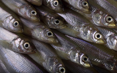 Obraz premium Smelt fishes background
