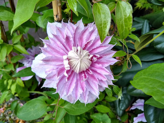 Clematis 'Josephine'