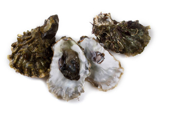 Oysters isolated on white