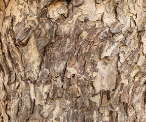Bark texture / wood texture for the background.