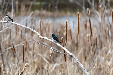 Hirondelle bicolore, Sherbrooke, Cantons de l'Est, Estrie, Canada
