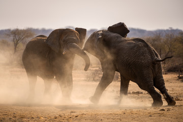 A dramatic photograph of two elephant bulls fighting for territory and kicking up dust at sunset,...