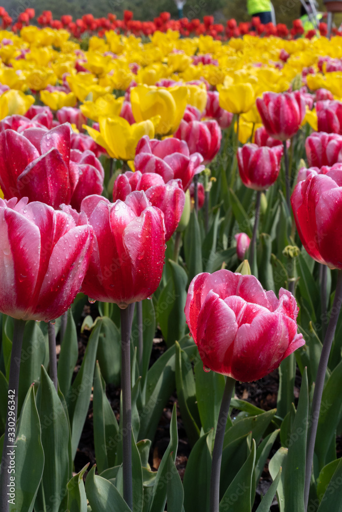 Sticker field of tulips