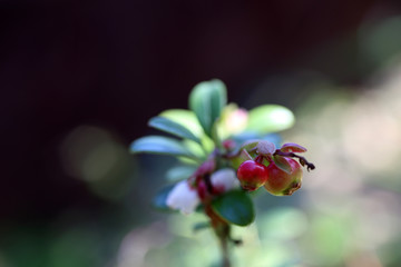 Obraz na płótnie Canvas Growing cowberry (bilberry, whortleberry)