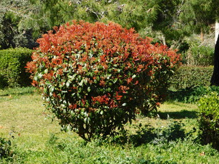 A blossoming photinia fraseri red robin shrub, with red and green leaves,in a park in Greece