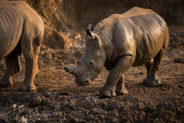 Fototapeta premium A beautiful portrait of a wet baby white rhino at sunset, covered in mud, taken in the Madikwe Game Reserve, South Africa.