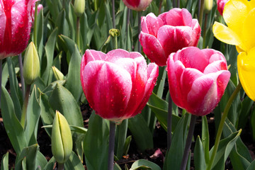 red tulips in the garden