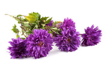 Violet asters isolated on white