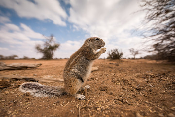 A detailed close up wide angle portrait macro shot of a ground squirrel, eating a nut in the...