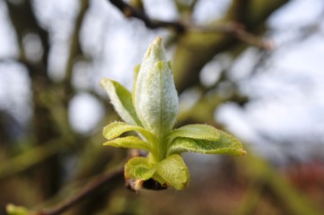 Knospen einer Quitte,Birnenquitte