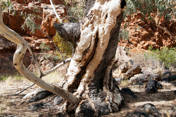 Alice Springs Australia, old gum tree trunk with scars in Ormiston Gorge 