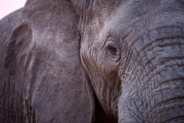 A beautiful close up portrait of an elephant's eye and face taken after sunset in the Madikwe Game Reserve, South Africa.