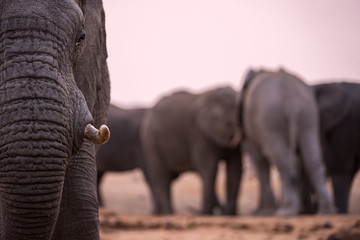 A beautiful close up portrait of an elephant's eye, tusk and trunk taken after sunset in the...