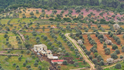 Landscape view of lush and colourful countryside near Ajloun in Jordan in the spring with many olive trees 