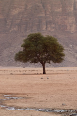 Portrait photograph of a single tree with leaves in the Wadi Rum plains in Jordan at midday