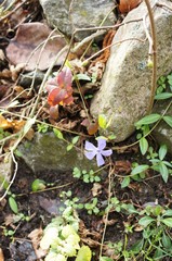Frühlingsblume