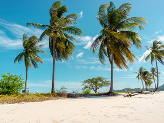 Fototapeta na wymiar Hawaii in Phuket, Thailand. Palm trees on the beach!