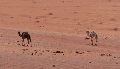 Two domesticated camels with ropes around their front legs travelling across the Wadi Rum plains in...