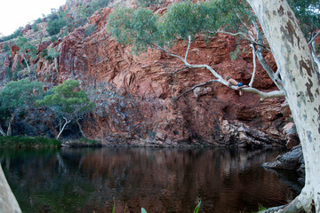 Alice Springs Australia, person sitting in tree branch over the Ellery Creek Big Hole a popular...