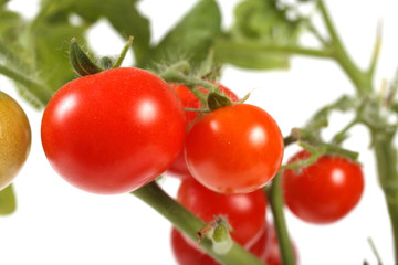 Growing red cherry tomatoes isolated on white