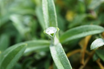 Ein Diamant auf einem Blatt, ist ein Tautropfen auf einem Blatt