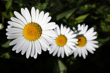 Growing white chamomiles in garden