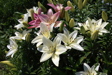 Growing white and pink lilies