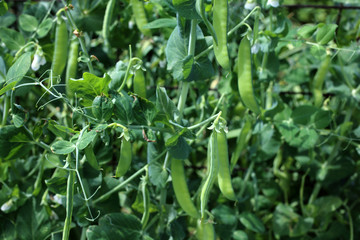 Growing pea. Young flowers and pods