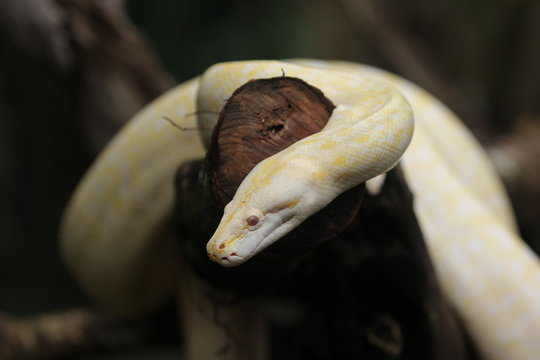 python molurus is a large, nonvenomous python species native to tropical and subtropical regions of the Indian subcontinent and Southeast Asia.