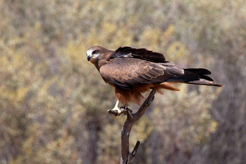 Alice Springs Australia, falco berigora or brown falcon perched on tree branch with blurred background