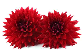 Foto op Canvas Two red dahlia flowers isolated on white © Alex Coan