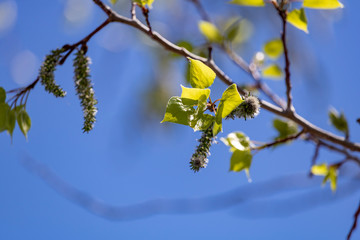 Bourgeon en feuille, Printemps en Estrie, Canada