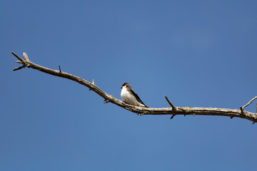 Hirondelle bicolore, marais Réal Carbonneau, Estrie, Cantons de l'est, Sherbrooke, Québec © Helene Gaudreau