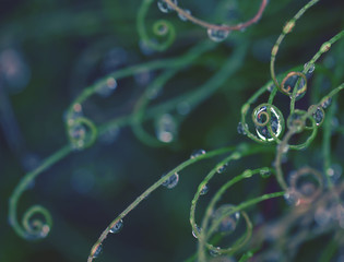 Raindrops on curled foliage of the Australian native Curly Wig sedge, Caustis flexuosa, family Cyperaceae, Royal National Park, Sydney, NSW, Australia. Abstract dark botanical background. 