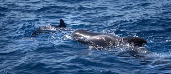 Obraz premium Kanaren La Gomera