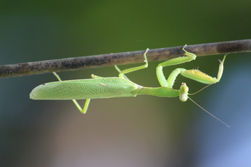Beautiful green grasshopper climbing on a tree branch