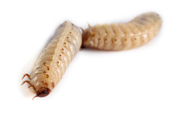 Green rose chafer larva. Useful insect. Larvas improve soil (recycle organics)