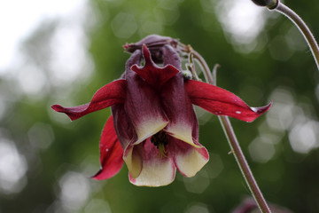 Growing bicolor aquilegia in garden
