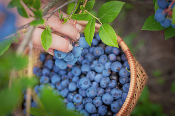 Blueberries picking. Female hand gathering blueberries. Harvesting concept.