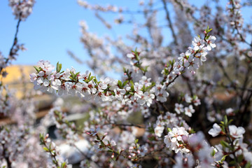 Fototapeta premium Nanking cherry blossom and mountains. Far East