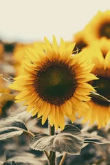 Abwaschbare Fototapete Gelb Sommer-Sonnenblume