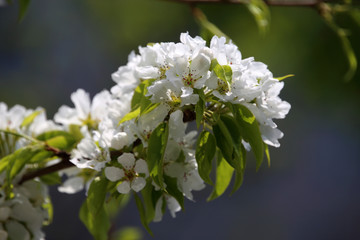 Obraz na płótnie Canvas Pear blossom. Beautiful white flowers