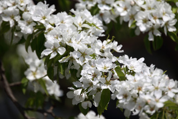 Fototapeta na wymiar Pear blossom. Beautiful white flowers