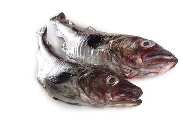 Alaska pollock isolated on white