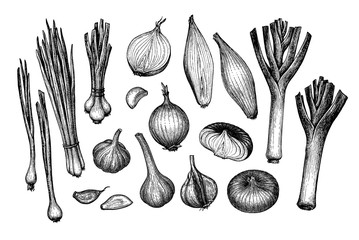 Onions, garlic, leeks and scallions. - obrazy, fototapety, plakaty