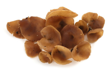 Peziza mushroom isolated on white background