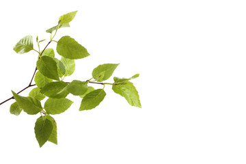 Birch branch with leaves isolated on white