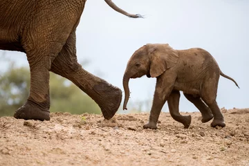 Foto op Canvas A beautiful cute photograph of a baby elephant walking behind its mother on a sand embankment, taken at the Madikwe Game Reserve in South Africa. © Udo Kieslich